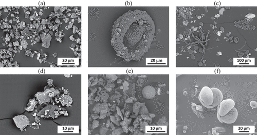 Fig. 5. Representative SEM images of dust from (a) and (d) sites A, (b) and (c) site B, and (c) and (f) site C (reproduced from the dust analysis reports).[Citation6–8]