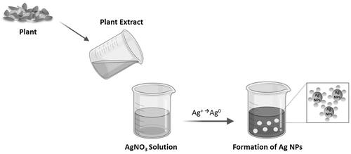 Figure 5. Biosynthesis of Ag nanoparticles using plant extracts.
