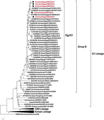 Figure 1. Phylogenetic tree of HA gene for 49 selected Egyptian viruses; the red labeled taxa are the 5 viruses of this study.