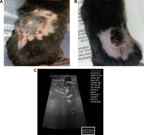 Figure 7 The stages of tumor treatment in the O-CNT-PEG group with PTT technique.Notes: (A, C) Photograph and ultrasonography image of a cancerous mouse before the treatment, respectively. (B) Photograph of the mouse 3 days after the treatment (sonography was not feasible 3 days after the treatment).Abbreviations: O-CNT, oxidized carbon nanotube; PEG, polyethylene glycol; PTT, photothermal therapy.