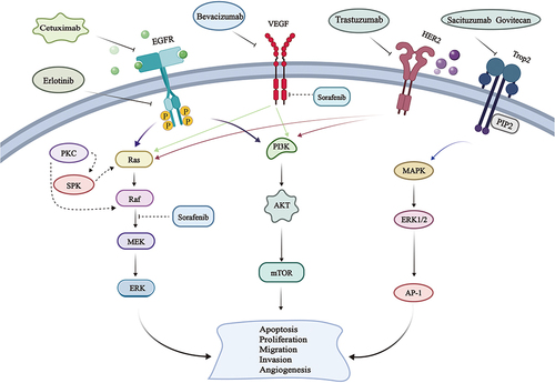 Figure 2 Schematic diagram of molecular targeted therapy for cancer. Drugs used in the treatment of pancreatic cancer, such as erlotinib, cetuximab, trastuzumab, bevacizumab, and sacituzumab govitecan, could specifically inhibit EGFR, HER-2 VEGF, and Trop2 related pathways. The regulation of these signaling pathways affected the proliferation, apoptosis, metastasis and invasion of tumor cells, thus inhibiting the growth of tumor.