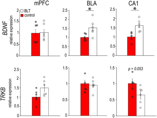 Figure 4. Levels of mRNAs for neuroplasticity markers BDNF and TrkB in the mPFC, BLA, and CA1 of male grass rats exposed to BLT or control red light. Data are shown as Means ± SEMs, n = 6/group. *p < 0.05. Controls are set to 1.0.