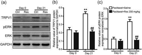 Figure 4. Protein expression of TRPV1 and pERK in DRG of PIPNP rats after consecutively Res treatment (a) Representative images of western blot result of TRPV1, phosphorylation of ERK (pERK), ERK, and GAPDH from DRG of PIPNP rats consecutively treated with Res (200 mg/kg). Comparison of TRPV1 (b) and pERK (c) protein levels in DRG of PIPNP rats consecutively treated with Res (i.p.). Mean ± SEM, n = 8, ** P < .01 vs. day 0, ##P < .01 vs. paclitaxel + saline group. One-way analysis of variance followed by Fisher’s least significant difference post hoc test.