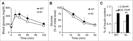 Figure 3. Overexpression of cyclin D2 in β cells does not diminish β cell function. (A) Glucose tolerance test was performed in 3-month-old WT and KI mice. (B) Insulin tolerance was performed in 3-month-old WT and KI mice. (C) Glucose stimulated insulin secretion was measured in 3-month-old WT and KI mice. n = 4–5 animals per group. Data shown as mean ± SD of 3 independent experiments. **P < 0.01.