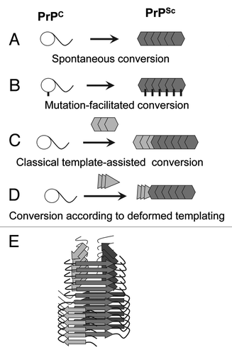 Figure 1. Four mechanisms for PrPSc formation. (A) Spontaneous conversion of PrPC into PrPSc is believed to underlie the sporadic forms of the prion diseases. (B) Disease-related mutations in the prion protein can facilitate the conversion of PrPC into PrPSc. (C) In prion diseases acquired via transmission, PrPSc replicates its pathogenic structure by recruiting and converting PrPC. According to the template-assisted model, the folding pattern of a newly recruited polypeptide chain accurately reproduces that of a PrPSc template. (D) A new mechanism referred to as “deformed templating” postulates that the formation of PrPSc de novo can be triggered by abnormal PrP structures substantially different from that of authentic PrPSc. Transformation from one cross-β folding pattern present in a template to a significantly different folding pattern, the one specific for PrPSc, occurs during deformed templating. (E) Schematic representation of a conformational switch in cross-β folding pattern within an individual fibril.
