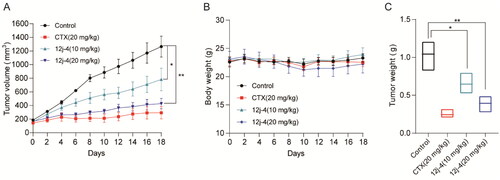 Figure 9. Anti-tumour effect of 12j-4 in nude mice. (A) 12j-4 inhibited tumour growth as indicated by the tumour volume. (B) Body weight curve of mice during treatment. (C) Tumour weight. Data are expressed as mean ± SEM (n = 3). *p < 0.05, **p < 0.01, ***p < 0.001.