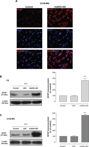 Figure 9 IndOH-LNC increase the GFAP protein immunocontent in glioma cells. Cells were treated with 25 μM IndOH-LNC for 72 hours, and immunocytochemistry for anti-GFAP antibody (red) and DAPI (blue) was performed in (A) U138-MG glioma cells. GFAP protein immunocontent was quantified by Western blot analysis for (B) C6 and (C) U138-MG glioma cells.Notes: Unloaded LNC were considered the vehicle control of IndOH-LNC. The densitometric values obtained from treatments were normalized to their respective controls (control bar) (100%). Immunocytochemistry experiments were performed at least three times. In the Western blot analysis, bars represent the mean ± standard deviation for six independent experiments. significant differences from control and LNC groups: ***P< 0.001, as assessed by one-way analysis of variance followed by the Bonferroni post hoc test.Abbreviations: DAPI, 4′,6-diamidino-2-phenylindole; GFAP, glial fibrillary acidic protein; IndOH-LNC, indomethacin-loaded lipid-core nanocapsules; LNC, lipid-core nanocapsules.