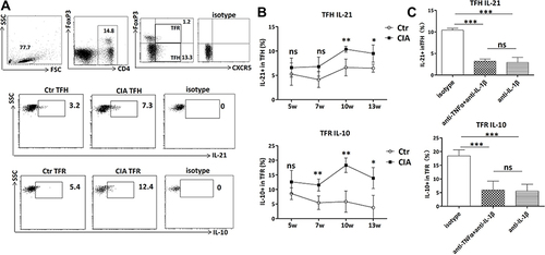 Figure 5 Analyses of IL-21 and IL-10 secretion capacity of TFH and TFR cells in CIA mouse spleen and their changes upon anti-inflammatory treatment. Spleen lymphocytes from CIA mice and Ctr DBA/1 mice were cultured and stimulated with PMA (50 ng/mL) and ionomycin (1 μg/mL) for 5 h with medium containing brefeldin A. The cells were harvested, stained for surface markers, and intracellularly stained for IL-21 and IL-10. (A) Representative flow cytometry dot plots show IL-21+ cells in CD4+CXCR5+FoxP3− TFH cells and IL-10+ cells in CD4+CXCR5+FoxP3+ TFR cells. (B) Comparison of the percentages of IL-21+ TFH cells and IL-10+ TFR cells in the spleens of CIA and Ctr mice at 5w, 7w, 10w, and 13w (n = 4 per timepoint; total = 16 CIA mice) after initial immunization. Results between the CIA and Ctr mice for each timepoint were compared using Student’s t test. (C) CIA mice were injected with anti-IL-1β or anti-TNFα+anti-IL-1β (n = 4 per treatment option) 1 week before the 10w timepoint at three consecutive injections a week with a total amount of 0.9 mg. The Ctr mice (n = 4) were injected with isotype IgG. The mice were sacrificed at 10w and changes in the IL-21+ TFH cells and IL-10+ TFR cells were compared among the groups. Gating was according to isotype controls. Results were compared using ANOVA and multiple comparisons. Data are from a single experiment representative of two independent experiments. Data are the mean with SD. ***P < 0.001; **P < 0.01; *P < 0.05; ns, not significant.