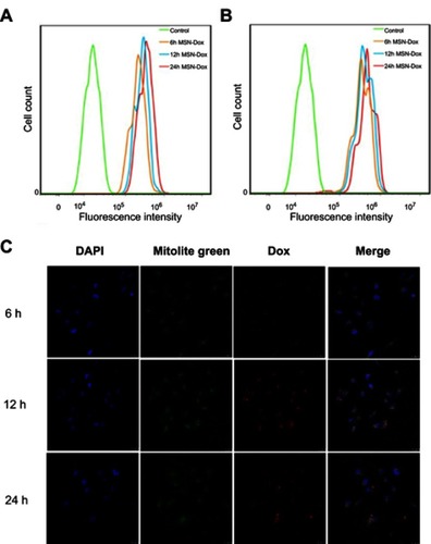 Figure 4 Cellular uptake and intracellular localization of MSN-DPH (consist of Dox loaded, TPP attached, HA capped mesoporous silica nanoparticles). Flow cytometry profiles of MGC-803 cells incubated with MSN-Dox (A) and MSN-DPH (B) for various time. (C) Confocal microscopy images of MGC-803 cells incubated with MSN-DPH for various time. The nuclei of the cells were stained with DAPI (blue). Cell mitochondria was stained by Mitolite Green. Scale bars denote 25 μm.Abbreviations: Dox, Doxorubicin; MSN, mesoporous silica nanoparticle.