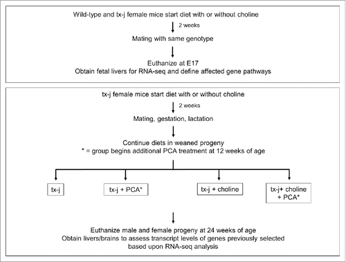 Figure 1. Study design. Wild type or tx-j mice were fed diets with or without choline supplementation 2 weeks before mating through embryonic day 17. Fetal livers were harvested and RNA-seq was performed. Another set of tx-j offspring were weaned and continued on diets with or without choline supplementation. Subgroups of tx-j offspring on each diet were given penicillamine (PCA) treatment.