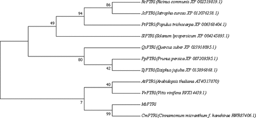 Figure 3. Sequence alignment of MsPYR1 and PYR1 from different plants