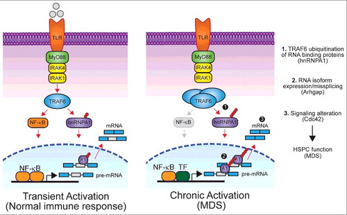 Figure 1. Overview of isoform usage in response to transient (left) or chronic TLR signaling (right). During a normal immune response, TRAF6 transiently catalyzes K63-linked ubiquitin (Ub) chains on RNA binding proteins, like hnRNPA1, which leads to differential splicing of target genes, such as Arhgap, and an appropriate balance of isoform expression. Chronic TLR activation results in TRAF6 overexpression and continuous ubiquitination of hnRNPA1 (1), which leads to skewed isoform usage of Arhgap (2) and subsequent alteration of downstream signaling pathways (3), such as the one involving the small G-protein GTPase Cdc42. Overactive Cdc42 signaling contributes to HSPC defects and myelodysplasia associated with bone marrow failure. Transcription of alternatively spliced genes was not exclusively driven by NF-κB and likely involves other transcription factors (TF). NF-κB signaling was not hyperactive following TRAF6 overexpression (indicated in grey).