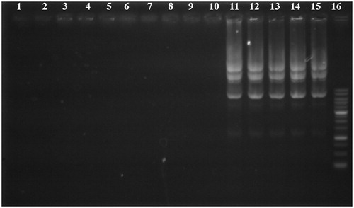 Figure 2. Gel retardation assay of unmodified PEI and its derivatives at various carrier/plasmid (C/P) ratios. Lanes 1, 6, and 11: unmodified 25 kDa PEI/pDNA at C/P ratios of 0.25, 4, and 8, respectively; Lanes 2, 7, and 12: PEI-SUC 10%/pDNA at C/P ratios of 0.25, 4, and 8, respectively; Lanes 3, 8, and 13, PEI-SUC 20%/pDNA at C/P ratios of 0.25, 4, and 8, respectively; Lanes 4, 9, and 14, PEI-SUC 30%/pDNA at C/P ratios of 0.25, 4 and 8, respectively; Lanes 5, 10, and 15, PEI-SUC 40%/pDNA at C/P ratios of 0.25, 4, and 8, respectively. Lane 16: DNA ladder.