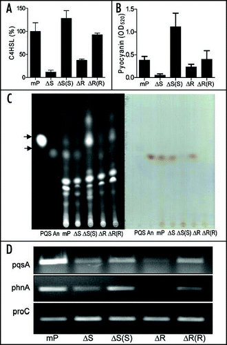Figure 5 Effect of bqsS and bqsR deletion on QS signal production. (A) C4HSL production. C4HSL was extracted from the supernatants of P. aeruginosa strains and assayed by using indicator strain Chromobacterium violaceum CV026. Synthetic C4HSL was used as a positive control. Quantification was performed as describedCitation48,Citation50 and the data were presented as relative percentages to wild-type. (B) Pyocyanin production by P. aeruginosa strains as indicated. (C) TLC analysis of PQS (left) and anthranilate (right). PQS and anthranilate were extracted from supernatants of P. aeruginosa strains. The extracts were separated on TLC plates and the plates were visualized under UV (left) or natural light (right). Synthetic PQS (37 nmole) and anthranilate (25 nmole) were spotted separately as controls. (D) RT-PCR analysis of the transcript levels of pqsA and phnA. The proC gene, which is constitutively expressed, was amplified under the same conditions as an internal loading control.