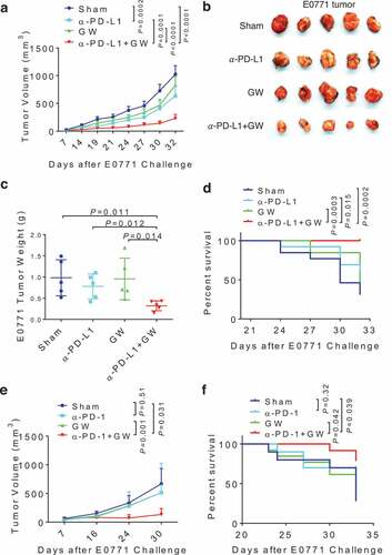 Figure 5. GW9662 boosts anti-PD-L1/PD-1 antibody efficacy in vivo. (a-d) Tumor study with treatment of GW9662 and anti-PD-L1. E0771 mammary tumor growth curve (a), representative tumor image (b) and tumor weight (c) upon harvest. Survival curve is shown in (d). Treatments are as follow. Sham: vehicle + anti-IgG (n = 13), vehicle + anti-PD-L1 (n = 13), GW + anti-IgG (n = 13) and anti-PD-L1 + GW (n = 13). (e-f) Tumor study with treatment of GW9662 and anti-PD-1. E0771 mammary tumor growth (e) and survival (f). Sham: vehicle + anti-IgG (n = 4), vehicle + anti-PD-1 (n = 4), GW + anti-IgG (n = 5) and anti-PD-1 + GW (n = 4). Data are mean± SEM. P values for the tumor growth curve in (a) indicate the statistics for the last measurement time point. P values for the survival analysis in (d) test the null hypothesis that the indicated two survival curves are identical