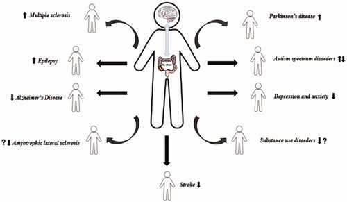 Figure 2. Types of diseases associated with the abundance of Akkermansia muciniphila: This figure summarizes the diseases associated with the abundance of A. muciniphila and the gut-brain axis, as discussed in this review. (A. muc: A. muciniphila;↑: the relative abundance of A. muciniphila increased in patients with the disease compared to that in the control;↓: The relative abundance of A. muciniphila decreased in patients with the disease compared to that in the control;? : limited evidence is available.↑↓: inconsistent results from studies published to date.).