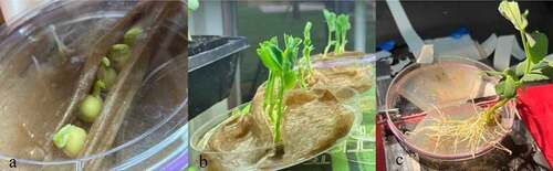 Figure 6. Pea growing process.This figure depicts the process of growing pea plants from sprouting to testing. Figure 6a depicts the pea plants just beginning to sprout in a moist paper towel enclosure. Figure 6b depicts the same pea plants further along in the growth cycle with the above-mentioned angled setup. At this stage the pea plants are ready for testing. Figure 6c depicts the pea plant removed from the moist paper towel with the roots placed on one of the agar islands.