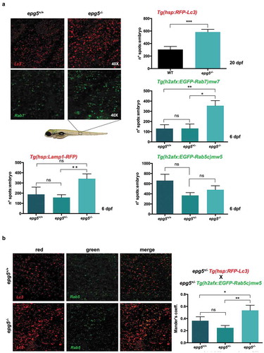 Figure 9. epg5-/- mutants display reduced autophagosome-lysosome fusion. (a) Representative fluorescence microscopy images and quantification of fluorescence spots for Lc3, Rab7, Rab5 and Lamp1 in sibling larvae obtained by crossings of epg5± mutants with the respective transgenic reporter fish lines (see also Methods). Analysis of fluorescence spots was performed in larvae at 20 dpf for Lc3 (n = 18), and in larvae at 6 dpf for the other markers. Statistical significance was determined by Student’s t-test, and data are represented as mean ± SEM (*, P < 0.05; **, P < 0.01; ***, P < 0.001; ns, not significant; n = 30 for each transgenic line). (b) Quantification of the colocalization between Rab5 spots (green) and Lc3 spots (red) in 6-dpf siblings obtained by crossings of epg5+/- mutants with the Rab5 and Lc3-double transgenic background, using Mander’s coefficient. Statistical significance was determined by Student’s t-test, and data are represented as mean ± SEM (*, P < 0.05; **, P < 0.01, ns, not significant; n = 22 for each genotype).