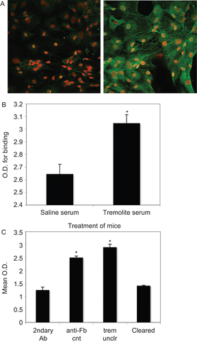 Figure 1.  Binding of serum antibodies to mouse fibroblasts indicates presence of anti-fibroblast antibodies in serum from asbestos-instilled mice. (A) Mouse primary skin fibroblasts were fixed with paraformaldehyde and stained using serum from (left) saline- or (right) tremolite-exposed mice as the primary antibody, followed by incubation with Alexa-488-conjugated anti-mouse IgG secondary Ab. Nuclei are stained with propidium iodide. Images (at 400×) are representative of multiple experiments. (B) A cell-based ELISA was performed using L929 mouse fibroblasts, to measure the binding of serum antibodies to the cells. As in A, binding of serum antibodies was compared between sera from saline- or tremolite-treated mice. N = 7, *P < 0.05 by unpaired 2-tailed t-test. (C) The cell-based ELISA was repeated using L929 cells, and including a positive control anti-fibroblast antibody (anti-Fb, anti-prolyl-4-hydroxy-lase), as well as serum from tremolite-exposed mice, either uncleared of IgG (trem unclr) or that had been cleared of IgG by Protein G precipitation (cleared). N = 4, *P < 0.05 compared to secondary antibody-only control.