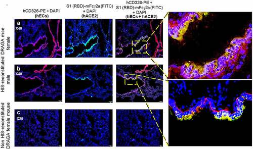 Figure 3. Co-Localization of hACE2 with hCD326 on alveolar human ECs in HIS-DRAGA lungs.