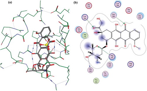 Figure 7. (a) Molecular docking of doxorubicin HCl to MERS-CoV helicase (PDB_ID: 5WWP) binding site allowing protein 4.5 Å flexibility away from ligand, (b) multiple interactions of doxorubicin HCl with essential amino acid: Arg443 and Arg567, interaction map