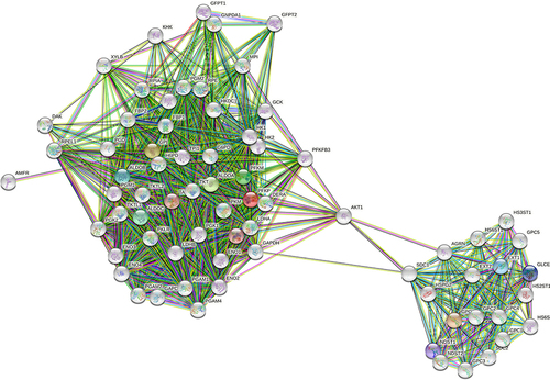 Figure 4 The interacting genes of PFKP and GPC6 were displayed by String software.