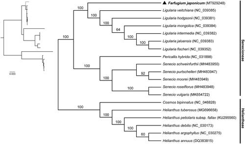 Figure 1. Phylogenetic tree reconstruction of Farfugium japonicum (marked with triangle) and other species from Senecioneae and Heliantheae using maximum likelihood (ML) based on whole chloroplast genome sequences. Relative branch lengths are indicated at the top-left corner. Numbers above the lines represent ML bootstrap values. GenBank accession numbers of all the chloroplast genome used for phylogenomic analysis are shown in the brackets.