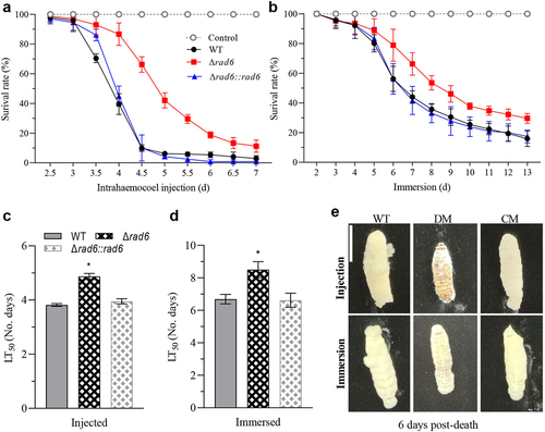 Figure 3. The vital role of Rad6 in the pathogenetic of Beauveria bassiana. (a,b) Survival rates of insects in injection and immersion Modes; (c,d) Median lethal time (LT50) of insects in injection and immersion modes. (e) Images of fungal outgrowth in two infection modes. Asterisked bars in each group significantly differ from unmarked bars (Tukey’s HSD, p < 0.05). Error bar: SD from three replicates.