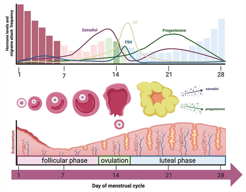 Figure 1. Menstrual cycle and migraine frequency. In this figure, serum levels of hormones and their effect on the endometrium over the course of the menstrual cycle are depicted, as well as the concurrence of fluctuations in the incidence of migraine attacks in women with menstrual migraine. Lasting around 28 days, the cycle starts with the release of FSH, stimulating the growth of ovarian follicles. The maturation of these follicles leads to an increasing production of estradiol, which triggers a surge in LH and causes ovulation. After ovulation, the ruptured follicle transforms into the corpus luteum which produces progesterone and prepares the endometrium for possible fertilization. If fertilization does not occur, the corpus luteum breaks down progesterone and estradiol levels drop, which triggers menstruation and the start of a new menstrual cycle [Citation23]. The decline of estradiol, also referred to as estradiol-withdrawal, is also thought to precipitate a migraine attack without aura in women with menstrual migraine [Citation24]. The figure is based on the data from Martin et al. [Citation25] and MacGregor et al. [Citation26] and was created using BioRender.