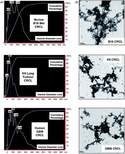 Figure 3. Analyses of CRCL structure by nanoparticle tracking analysis (NanoSight) and by transmission electron microscopy. (A) Particle size distribution profiles are shown for murine (B16 melanoma) CRCL (top), for CRCL prepared from a canine broncho-alveolar adenocarcinoma (middle), and for human glioblastoma CRCL (bottom). Denoted peak heights show vesicle sizes and with the percent of vesicles of that size in that peak (y-axis). (B) TEM of the same CRCL preparations in Figure 3(A), depicted in uranyl acetate negative stain; scale bar = 100 nm.