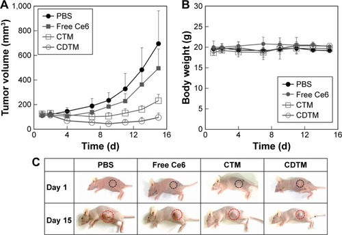 Figure 6 (A) In vivo anticancer efficacy and (B) body weight changes in KB tumor-bearing BALB/c nude mice after intravenous administration of PBS, free Ce6, CTM, and CDTM. (C) The optical images of tumor-bearing mice at day 1 and day 15.Abbreviations: CDTM, PEG-PLL(-g-Ce6 and DMA)-PLA micelles; Ce6, chlorin e6; CTM, PEG-PLL(-g-Ce6)-PLA micelles.
