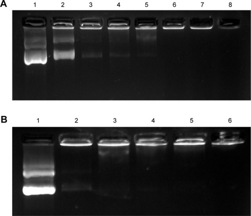 Figure 4 Gel retardation assay of pDNA binding with PCP NPs and PCPH NPs.Notes: (A) PCPH/pDNA nanocomplexes. Lane 1, pDNA alone; lanes 2–8, PCPH/pDNA nanocomplexes with N:P ratios 0.5, 1, 2, 4, 6, 8, and 10. (B) PCP/pDNA nanocomplexes. Lane 1, pDNA alone; lanes 2–6, PCP/pDNA complexes with N:P ratios 0.5, 1, 2, 4, and 10.Abbreviations: pDNA, plasmid DNA; PCP, polylactic-co-glycolic acid/cetylated polyethyleneimine; NPs, nanoparticles; PCPH, PCP/hyaluronic acid.