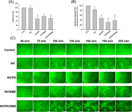 Figure 2 Determination of anti-adhesion activity of biofilm C. acnes by liposomes: (A) the adhesion percentage of the biofilm detected by PrestoBlue after liposome treatment; (B) the adhesive C. acnes CFU percentage of the biofilm detected after liposome treatment; and (C) the biofilm mass attached on the surface of microfluidic chamber observed by confocal microscopy. All data are presented as the mean of three experiments±S.E.M. ***p < 0.001 or **p < 0.01 as compared to the untreated control group.