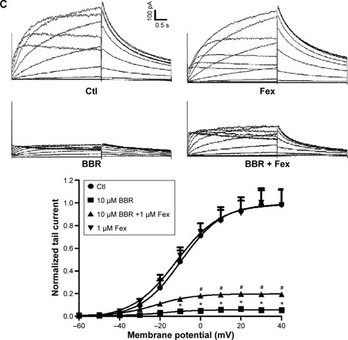 Figure 4 Pharmacological rescue of hERG current inhibited by BBR.