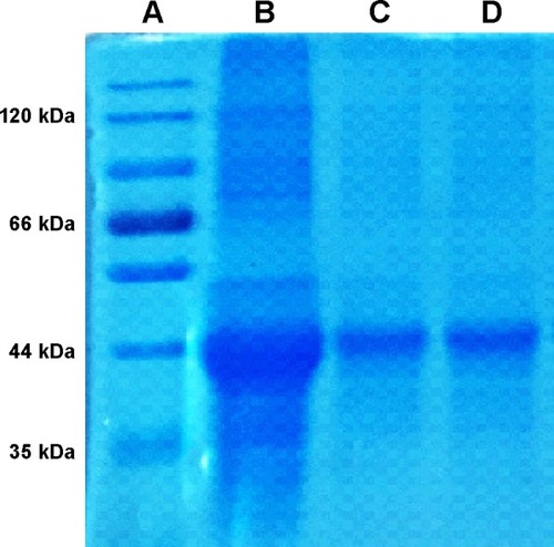 Figure 5 The integrity of OVA in OVA-PD-Lipos-MNs analyzed by SDS-PAGE.Notes: Lane (A) protein molecular mass markers; Lane (B) OVA standard; Lane (C) OVA-PD-Lipos; Lane (D) OVA-PD-Lipos-MNs.Abbreviations: OVA, ovalbumin; PD, Platycodin D; SDS-PAGE, sodium dodecyl sulfate polyacrylamide gel electrophoresis; MNs, microneedle array.