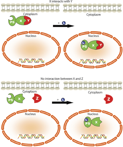 Figure 1. The NTA concept.If the two proteins interact, as is the case for proteins X and Y in the top half of the diagram, protein X will cause an increase in the nuclear localization of protein Y upon addition of ligand L, due to the ligand-responsive PS fused to protein X. If two proteins do not interact, as is the case for proteins X and Z in the bottom half of the diagram, the PS translocates the fused protein X to the nucleus upon addition of ligand without altering the localization of protein Y. The translocation of the PS construct is monitored through the fluorescence of EGFP, and the translocation of the second protein is monitored through the fluorescence of DsRed.