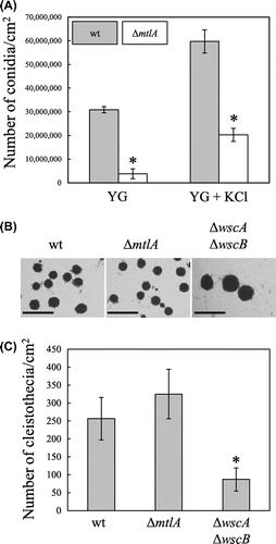 Fig. 1. Asexual and sexual development.Note: (A) Formation of conidia on YG agar plates with and without 0.6 M KCl was assessed after 5 d of cultivation at 30 °C. All results are expressed as mean and standard deviation. *Statistically significant difference (p < 0.05, Welch’s t-test) relative to the result for the wt strain. (B) Cleistothecia development in the wt, ΔmtlA, and ΔwscA ΔwscB strains. Bars represent 500 μm. (C) Numbers of cleistothecia in the wt, ΔmtlA, and ΔwscA ΔwscB strains. All results are expressed as mean and standard deviation. Statistically significant difference (p < 0.05, Welch’s t-test) relative to the result for the wt strain.