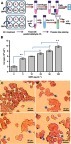 Figure 7 QNPs entrance into the PC12 cells. (A) Schematic picture of ICP assay and Prussian blue staining. (B) The drug release graph; the intracellular concentration of iron in PC12 cells was elevated along with increasing the dose of QNPs (n=3, mean ± SEM). *p<0.05 and **p<0.01, respectively). (C-F) Prussian blue staining pictures; PC12 cells were incubated with 0 (C), 25 (D), 50 (E) and 100 µg.mL−1 (F) concentrations of QNPs. The blue colored points observed on the surrounds and enter the cells confirm the entrance of QNPs into the cells. Arrows indicate QNPs.