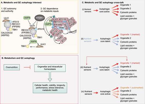 Figure 2. Crosstalk between QC and metabolic autophagy. (A) Subpanel 1. Mitophagy sponsored by CALCOCO2 can be experimentally rendered independent of upstream metabolic regulators AMPK and MTOR. Note the key contribution of the ULK1 complex, which here can be independent of its upstream regulators AMPK and MTOR, Note that CALCOCO2 remains linked to TBK1. Subpanel 2, left top. AMPK and MTOR normally control the ULK1 complex (ULK1, RB1CC1, ATG13, ATG101). Subpanel 2, left bottom. TBK1 may provide additional regulatory loops with AMPK and MTOR under physiological conditions. Subpanel 2, right. TRIMs are receptor-regulators of precision autophagy (a highly focused selective autophagy) remaining connected to the metabolic regulator AMPK. (B) Overnutrition inhibits metabolic autophagy and may compromise QC autophagy. (C) Proposed combinatorial relationships between metabolic and QC autophagy: (I) metabolic autophagy is activated by nutrient sensors acting on the autophagic core machinery and is nonselective; (ii) QC autophagy only concerns organelles (exemplified), proteins or other structures that have been marked for destruction with appropriate tags, following the detection of deficient quality (“marked”). (iii) Nutrient sensors may affect specific organelles to contribute to their marking (“marked”). (iv) When the core machinery of autophagy is activated downstream of nutrient sensors, the primary autophagic cargo may be constituted by partially deficient organelles that bear a few marking tags that usually would not lead to their destruction.