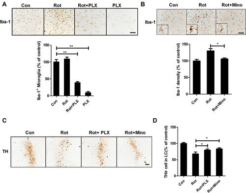 Figure 3 Microglial activation mediates rotenone-induced LC/NE neuronal loss in mice. (A) After 3 weeks of PLX3397 treatment, microglial cells in the LC of mice were immunostained with an anti-Iba-1 antibody, and the number of Iba-1+ microglia was quantified. (B) After 3 weeks of rotenone treatment with or without minocycline, microglial cells in the LC of mice were immunostained with an anti-Iba-1 antibody, and the density of Iba-1 in the brainstem was quantified. Results were mean ± SEM from three mice for each group and were analyzed by one-way ANOVA (Iba-1+ counts: F(3,8) = 251.733, P = 0.006; Iba-1 density: F(2,6) = 10.57, P = 0.011; post hoc analysis by Tukey’s multiple comparisons test). (C) Immunohistochemistry with an anti-TH antibody was performed to stain LC/NE neurons of rotenone-intoxicated mice with or without PLX3397 and minocycline, and representative images are shown. (D) Quantification of the number of THir neurons. Results were mean ± SEM from six mice for each group and were analyzed by one-way ANOVA (F(3,20) = 62.255, P = 0.000; post hoc analysis by Tukey’s multiple comparisons test). *P<0.05, **P<0.01; Scale bar = 100 μm.