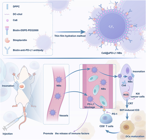 Figure 1 Illustration diagram of the preparation of Ce6@aPD-L1 NBs and the tumor-targeting immuno-sonodynamic combination therapy for prostate cancer therapy in vivo.