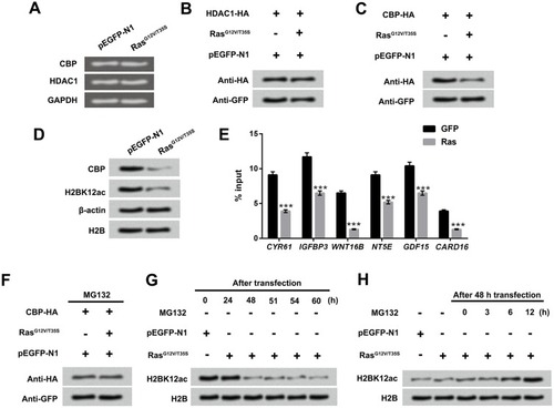 Figure 5 Down-regulated H2BK12ac triggered by Ras-ERK1/2 activation is associated with the degradation of CBP. (A) MG-63 cells were transfected with RasG12V/T35S and pEGFP-N1, the mRNA expression of CBP and HDAC1 was examined by using RT-qPCR assay. (B and C) CBP-HA or HDAC1-HA plasmids were transfected into MG-63 cells. After transfection for 48 hrs, the protein levels of CBP and HDAC1 were determined by Western blot assay. (D) MG-63 cells were transfected with RasG12V/T35S and pEGFP-N1, and the protein levels of CBP and H2BK12ac were also examined by Western blot assay. (E) The binging abilities of H2BK12ac in promoter region of CYR61, IGFBP3, WNT16B, NT5E, GDF15 and CARD16 were detected by ChIP analysis. (F) The CBP-HA, RasG12V/T35S and pEGFP-N1 transfected into MG-63 cells were treated with MG132 (a protease inhibitor), and CBP protein levels were analyzed by using Western blot assay. (G) After transfection for 24, 48, 51, 54 and 60 hrs, the protein level of H2BK12ac were determined by Western blot. (H) After transfection for 48 hrs, the transfected cells were treated with MG132 for 0, 3, 6 and 12 hrs, and the protein levels of H2BK12ac were examined by Western blot assay. ***P < 0.001.Abbreviations: H2BK12ac, histone H2B acetylated on lysine 12; ERK, extracellular signal-regulated kinase; HDAC1, histone deacetylases 1; CBP, CREB binding protein; RT-qPCR, reverse transcription-quantitative PCR; ChIP, chromatin immunoprecipitation.