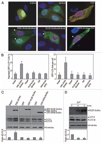 Figure 3 The effects of PLZF-RARα and NPM-RARα fusion proteins on autophagy. U2OS cells were co-transfected with GFP-LC3 and hcRed-PLZF-RARα, DsRed-PML-RARα, or the corresponding empty vectors (HcRed or DsRed), or with Myc-LC3 and CFP-NPM-RARα or the CFP vector. After transfection for 24 h, the cells were stained with anti-Myc antibody or directly analyzed by confocal microscopy. The Myc-LC3 signal was imaged on the red fluorescent protein (RFP) channel, and the CFP signal was obtained on the CFP channel. (A) Representative images of the cells transfected with the indicated constructs were shown. Arrowheads indicate cells with the expression of proteins as labeled. (B) The percentage of GFP-LC3 puncta-positive cells (left part) and the total number of GFP-LC3 dots per cell (right part) were calculated. The symbol *indicates a p value of less than 0.001 compared with the cells co-transfected with DsRed and GFP-LC3 plasmids. (C) After a transient transfection with the indicated plasmids, U2OS cells were extracted and detected by protein gel blot. The transfected expressions of APL-related fusion proteins were confirmed by a RARα antibody. (D) U937/PLZF-RARα cells were treated with 100 µM ZnSO4 for the indicated hours and the cell lysates were harvested for immunoblotting. Relative LC3-II in (C and D) was determined by the ratio of densitometric value of LC3-II relative to the corresponding empty-transfected or the untreated controls. All experiments were repeated three times with similar results, and all values were shown as means with bar as SD of three independent experiments.