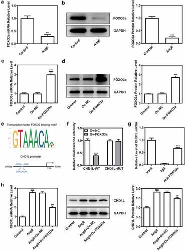 Figure 4. FOXO3a negatively regulates CHD1L in VSMCs. (a-b) VSMCs were treated with 10−6 mol/L AngII for 24 h or not, then the expression of FOXO3a was confirmed by RT-qPCR and Western blot assays. ***P < 0.001 vs Control. (c-d) The transfection efficiency was confirmed by RT-qPCR and Western blot assays after FOXO3a was overexpressed in VSMCs. ***P < 0.001 vs Ov-NC. (e) The binding sites between FOXO3a and CHD1L promoter were predicted by JASPAR database. (f) The promoter region activity and the (g) association between FOXO3a and CHD1L were measured by dual luciferase reporter assay and CHIP assay, respectively. ***P < 0.001 vs CHD1L-WT + Ov-NC and ***P < 0.001 vs IgG, respectively. (h) The expression of CHD1L in control or AngII-induced VSMCs transfected with Ov-FOXO3a or Ov-NC was measured by RT-qPCR and Western blot assays. ***P < 0.001 vs Control; ##P < 0.01 and ###P < 0.001 vs AngII + Ov-NC. CHD1L, Chromodomain Helicase DNA Binding Protein 1-Like; FOXO3a, Forkhead box O3a; VSMCs, vascular smooth muscle cells; AngII, Angiotensin II; Ov, overexpression; NC, negative control. CHIP, chromatin immunoprecipitation.