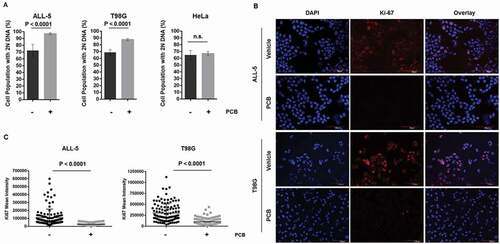 Figure 1. PCB causes G1 phase arrest in ALL-5 and T98G but not HeLa cells. A. Cells were treated with vehicle (0.1% DMSO) or 1 µM PCB for 72 h (ALL-5) or 48 h (T98G and HeLa) and DNA content determined by propidium iodide staining and flow cytometry. Data shown are mean ± S.D. (n = 4). B. ALL-5 or T98G cells were treated with 1 μM PCB for 72 h or 48 h, respectively. Cells were fixed and stained for Ki-67 (red) or with DAPI (blue) as a nuclear marker. The scale bar in ALL-5 images is 60 μm while that in T98G images is 120 μm. Images are representative of six fields of vision. C. Mean intensity fluorescence of Ki-67 was quantified for 20 cells per six fields of vision using ImageJ. Cells were selected using DAPI stain while blind to Ki-67 intensity. Each point represents a single cell while horizontal bars represent the mean ± S.D. of all data points (n = 120).