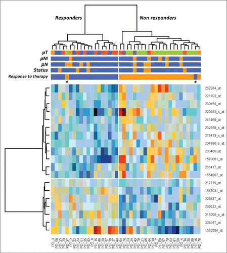 Figure 1. Hierarchical clustering of 42 patients with rectal carcinomas based on significantly differentially expressed probe sets representing 19 genes (rows) between the subgroup of responders and non-responders (columns) to neoadjuvant chemoradiotherapy. Responders are located on the left branch, Non-responders are clustered on the right branch. Red depicts decreased gene expression; blue indicates increased expression. The two asterisks identify the outliers.