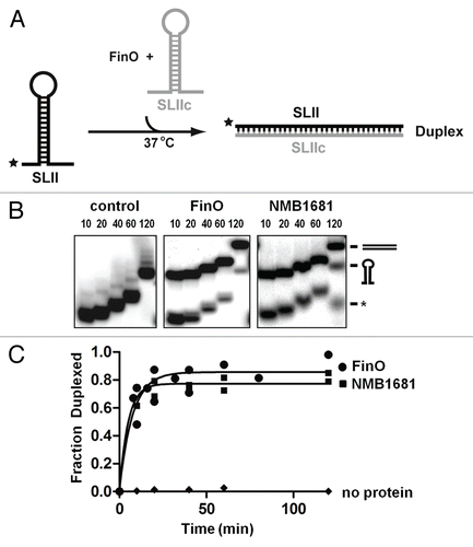 Figure 4 RNA annealing activity of NMB1681. (A) Schematic diagram of the RNA duplexing assay. Stem-loop II from FinP (SLII) is labeled with 32P (*) was incubated with an excess of unlabeled, complementary SLIIc from traJ mRNA. Duplex formation between these RNAs is monitored as a function of time by native gel electrophoresis. (B) Duplex formation between SLII and SLIIc RNAs is monitored over a 120 min. time course by continuous native gel electrophoresis, catalyzed by NMB1681, FinO or no protein control, as indicated. The positions of the hairpin and duplex forms of the RNAs are indicated as well as the position of an RNA degradation product (*). (C) Using data from (B) (from two independent experiments), the fraction of duplex formed was fit to a first order exponential giving rates of duplexing of 0.13 ± 0.03 min−1 and 0.21 ± 0.05 min−1 for FinO and NMB1681 respectively.