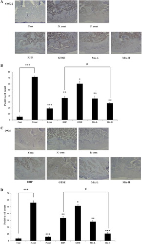 Figure 3. Combined effects of RHP and GTSE on the expression of COX-2 and iNOS in the OA joint. Rats were injected with 3 mg of MIA in the left knee. RHP and GTSE were administered orally every day for 4 weeks after MIA injection. Immunohistochemical staining was used to evaluate the expression of COX-2 and iNOS in the articular cartilage. (A) Articular cartilages stained with COX-2 antibodies. (B) Combined effects of RHP and GTSE on expression of COX-2 in OA joint. (C) Articular cartilages stained with iNOS antibodies. (D) Combined effects of RHP and GTSE on the expression of iNOS in the OA joint. Original magnification 200×. Data are expressed as the mean latency ± SEM. *P < 0.05; **P < 0.01; ***P < 0.001, significantly different from the negative control group, and #P < 0.05; ##P < 0.01; ###P < 0.001, significantly different from the RHP group.