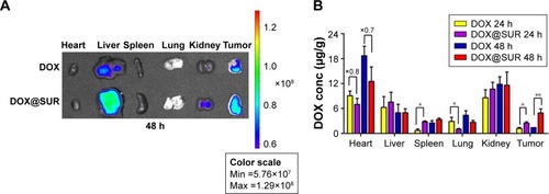 Figure 5 In vivo biodistribution of DOX@SUR nanoparticles.Notes: (A) Ex vivo fluorescent images of DOX in major organs and tumors at 48 h after intravenous injection of free DOX or DOX@SUR nanoparticles at the DOX dosage of 5 mg/kg, respectively. (B) Quantitative analysis of DOX distribution in the major organs and tumors at 24 and 48 h after intravenous injection of free DOX or DOX@SUR nanoparticles at the DOX dosage of 5 mg/kg. Data are expressed as mean value ± SD (n=3). *P<0.05, **P<0.01.Abbreviations: DOX, doxorubicin; SUR, surfactin; DOX@SUR, DOX-loaded surfactin.