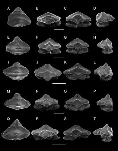 FIGURE 4. SEM images of paratypes of Ptychotrygon ameghinorum sp. nov., MPM-PV 1160.1.2, A, occlusal; B, labial; C, lingual; D, mesial views; MPM-PV 1160.1.3, E, occlusal; F, labial; G, lingual; H, mesial views; MPM-PV 1160.1.4, I, occlusal; J, labial; K, lingual; L, mesial views; MPM-PV 1160.1.5, M, occlusal; N, labial; O, lingual; P, mesial views; MPM-PV 1160.1.6, Q, occlusal; R, labial; S, lingual; T, mesial views. All scale bars equal 500 µm.